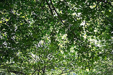 万代在英国举办《艾尔登法环》比赛 胜者将分一块地和头衔